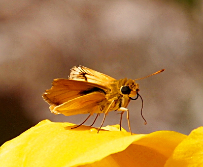 [Tiny yellow butterfly with large black eyes standing on the bright yellow flower petal.]